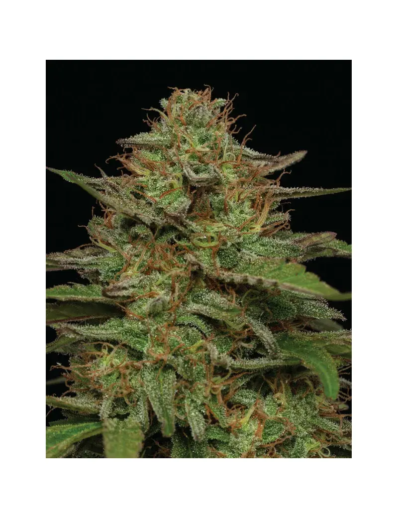 Strawberry Cheesecake, Фасовка: 3, изображение 2